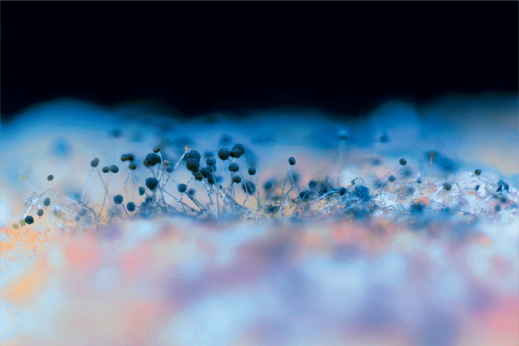 iums-2024-international-microbiological-societies-congress